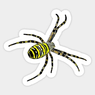 Wasp spider Argiope bruennichi Sticker